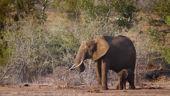 African bush elephant in Kruger National park, South Africa