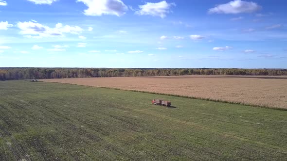 Aerial View Truck with Trailers Drives Along Corn Field