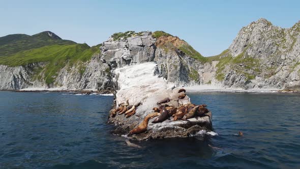 sea lions on a larger rock in the ocean