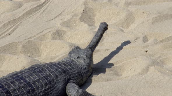 Gharial Crocodile (Gavialis Gangeticus), Also Known As the Gavial Resting on Sand