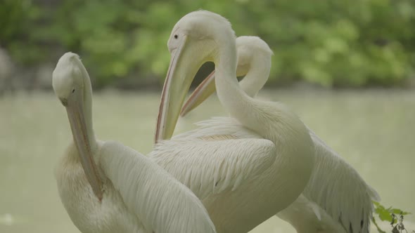 Pelican on the Lake. Close-up