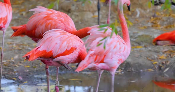 Flamingos Flamingoesare Type Wading Bird Family Phoenicopteridae