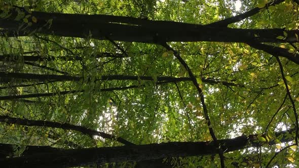 Vertical Video Autumn Forest with Trees in Ukraine Slow Motion