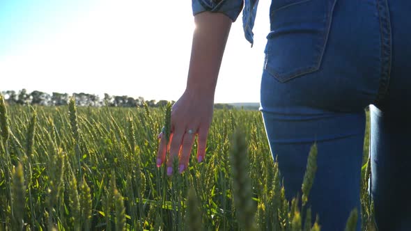 Unrecognizable Woman Walking Through Wheat Field Holding Hand Over Spikelets. Girl Touching Green