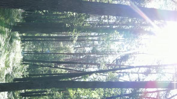 Vertical Video Aerial View Inside a Green Forest with Trees in Summer