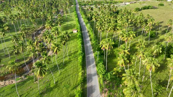 Rural road at Sao Miguel dos Milagres at Alagoas state Brazil.