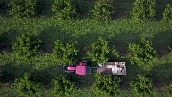 Aerial camera looking straight down on tractor pulling cart in peach orchard.