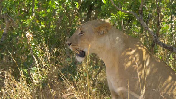 Side view of a lioness 