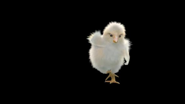 11 Baby Chicks Dancing HD