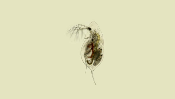 Daphnia Under the Microscope, Water Flea, Species Daphnia Galeata, Is a Zooplankton Crustacean