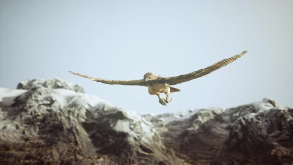 Extreme Slow Motion Shot of Eagle