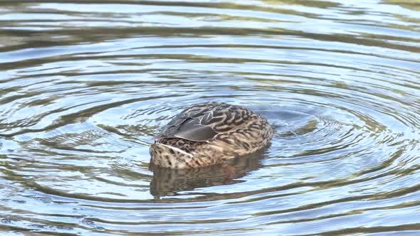 A brown duck diving on the peaceful waters of a lake in Leiria, Portugal - Slow motion