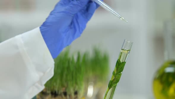 Lab Worker Adding Few Drops of Oil Into Test Tube With Plant Extract Cosmetology