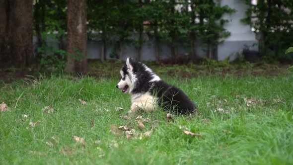 Cute Siberian Husky Puppy Jumping On Green Grass