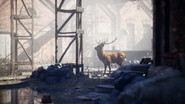Wild Deer Rooming Around the Streets in Abandoned City