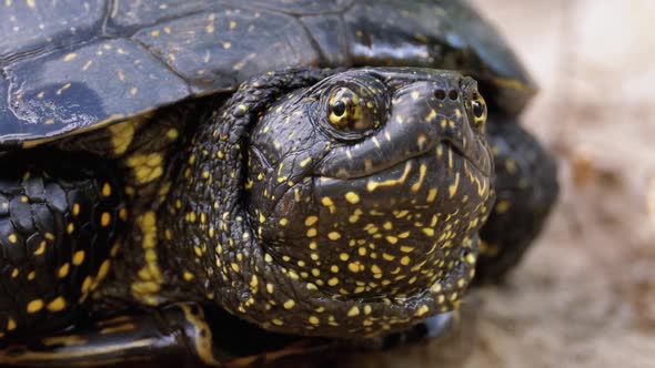 River Turtle Lies on Sand. European Pond Turtle Emys Orbicularis. Slow Motion.