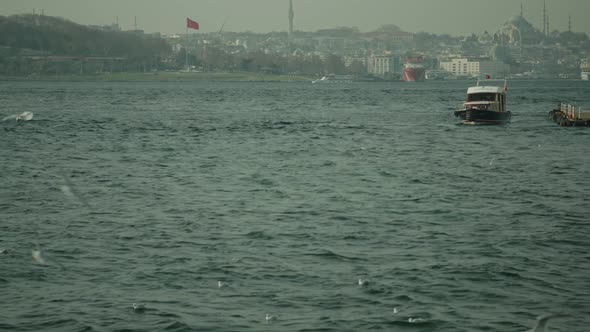 A flock of seagulls flying against the sky,beautiful playful birds,many flying seagulls.