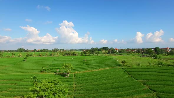 Aerial View of Rice Fields, Bali, Indonesia