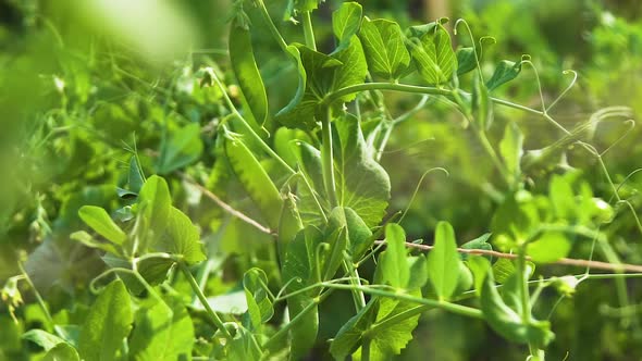 Vines of young peas grow in sunny garden, close up slider shot