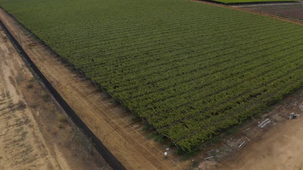 Aerial pull back shot revealing vineyard fields on a grape plantation in rural Brazil