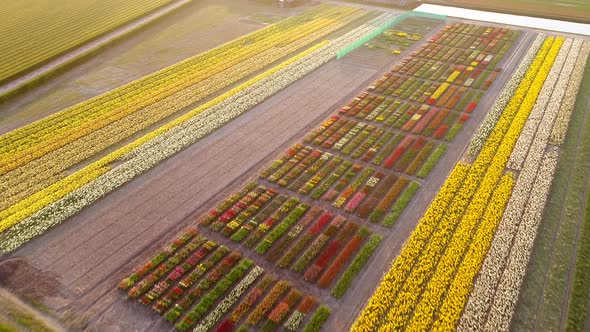 Aerial view of colorful blossoming fields of tulips in Lisse, Netherlands.