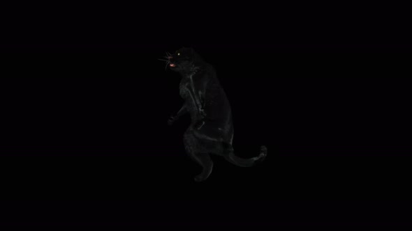 Panther Dancing 4K