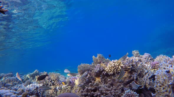 Tropical Coral Underwater Garden Life