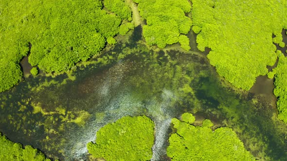 Aerial View of Mangrove Forest and River