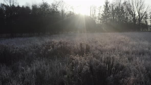 early morning winter landscape, tracking shot over frost-covered bushes into the dark, ray beams and