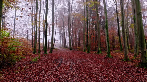 Autumn forest and leafy footpath. Nature in Poland.