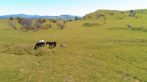 Flight Over Wild Horses Herd on Mountain Meadow