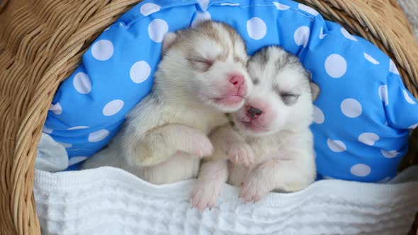 Cute Siberian Puppies Sleeping In A Basket Bed