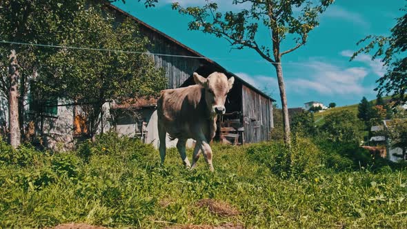 Domestic Bull Grazes in Backyard on Green Meadow By Blue Sky Ecological Place