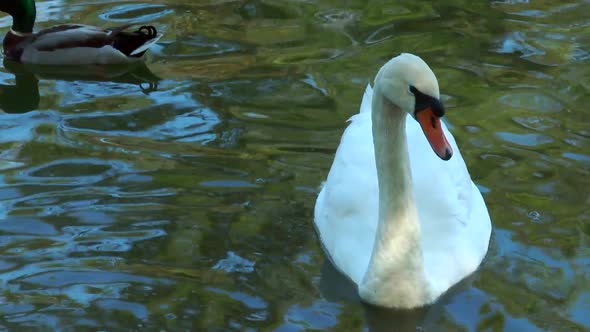 Swan and Wild Ducks Swimming in the Pond