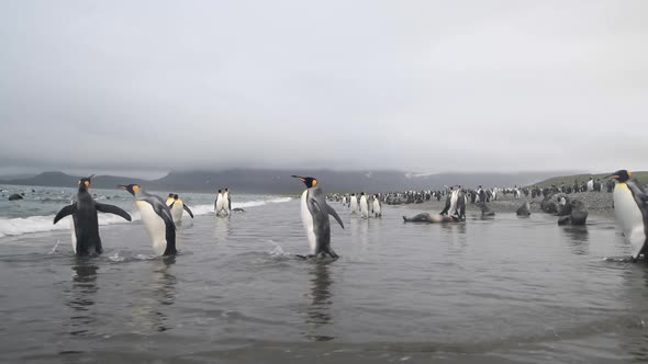 King Penguins on the Beach in South Georgia