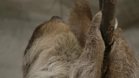 A two toed sloth hanging in a tree close to the camera slow motion cinematic