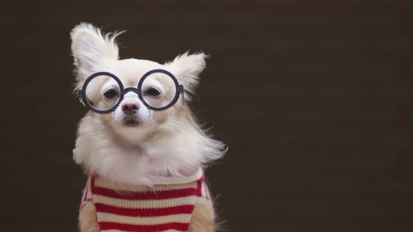 portrait of brown color chihuahua wear red sweater and glasses lap dog animal sitting casual