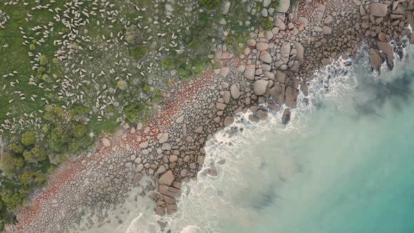 Aerial view of hundreds of sheep walking in field