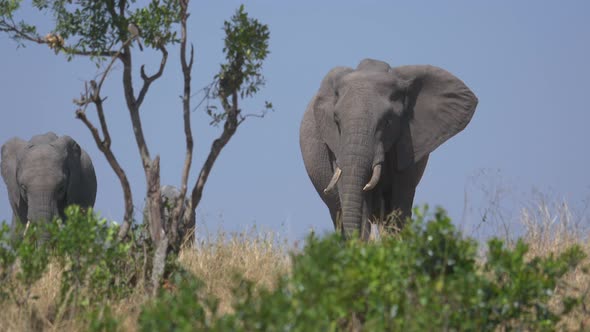 Elephants seen through dry grass