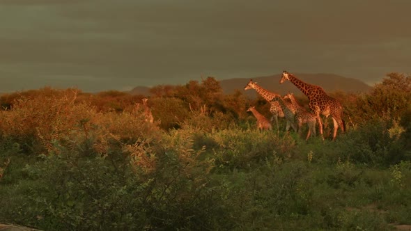 The Golden Hour Herd of Giraffes II