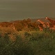 The Golden Hour Herd of Giraffes II - VideoHive Item for Sale