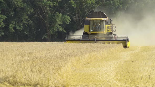 A Yellow Combine Harvester Harvests a Large Grain Field. Green Forest in the Background.