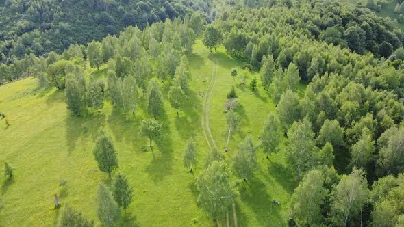 Green Forest From Above V5