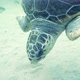 sea turtle - VideoHive Item for Sale