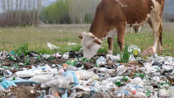 Cows Eating Garbage