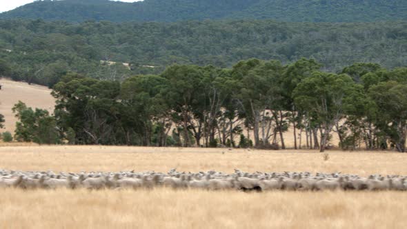 Wide shot of herd of sheep being maneuvered by dogs