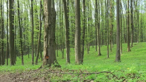 panorama spring forest trees. nature green wood sunlight backgrounds.