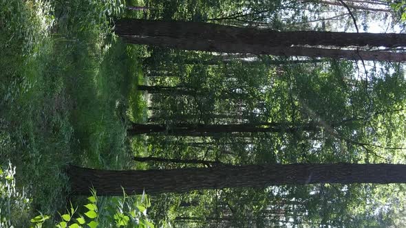 Vertical Video Aerial View Inside a Green Forest with Trees in Summer