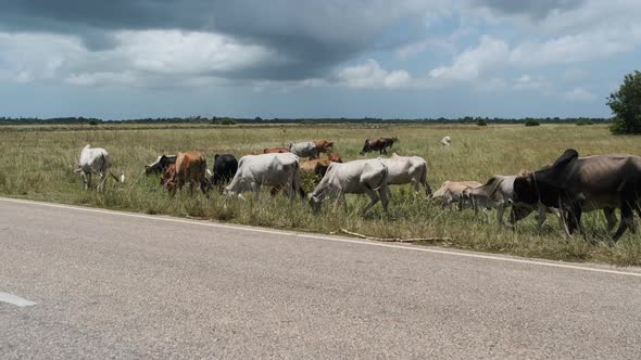 Herd of African Humpback Cows Walking at the Side of the Asphalt Road Zanzibar