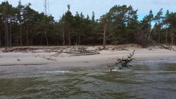 Aerial View Beach After the Storm With Fallen Trees and Trunks. 